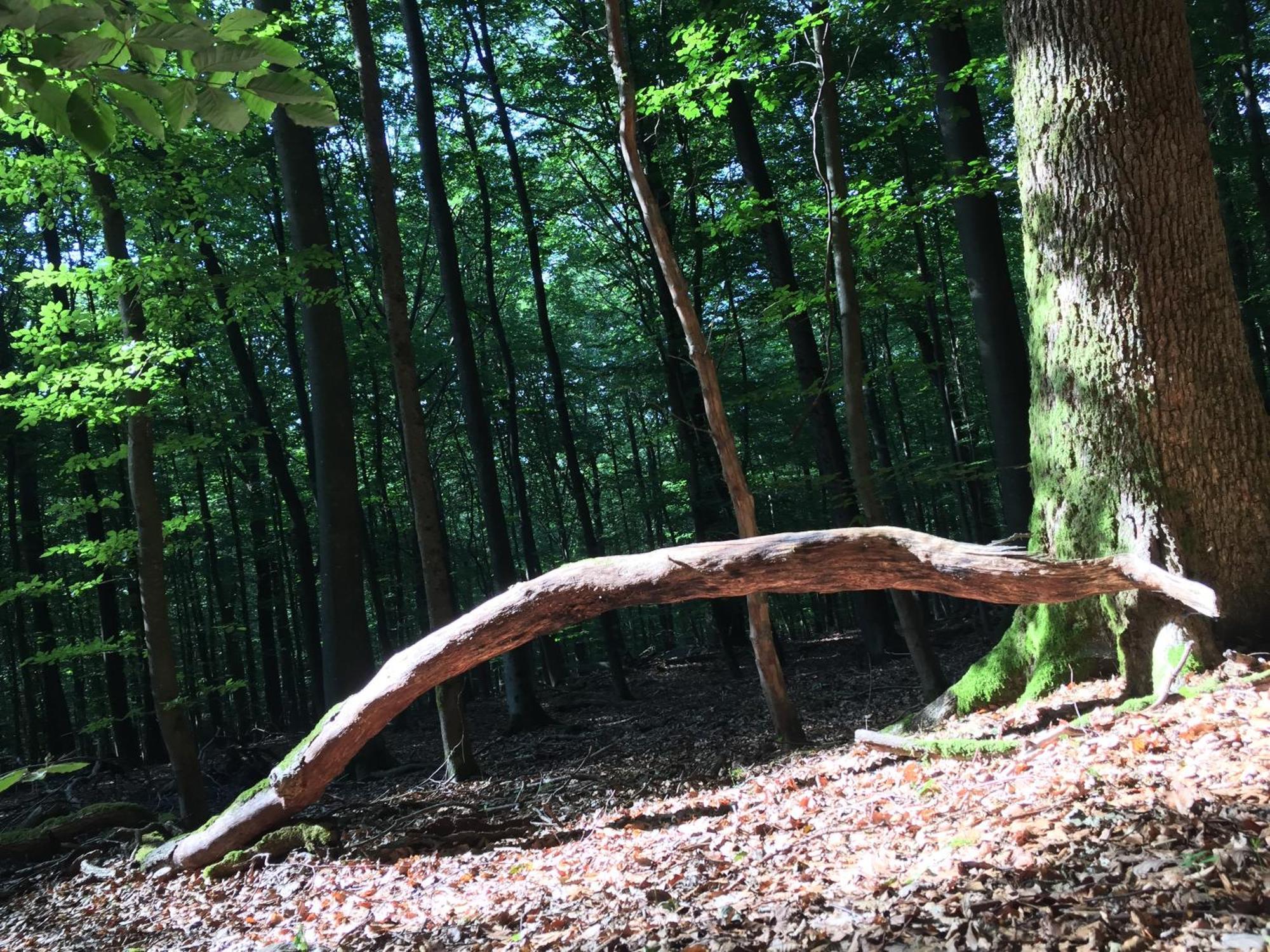 Gittas Paradiesperle Niederdreisbach Exteriör bild